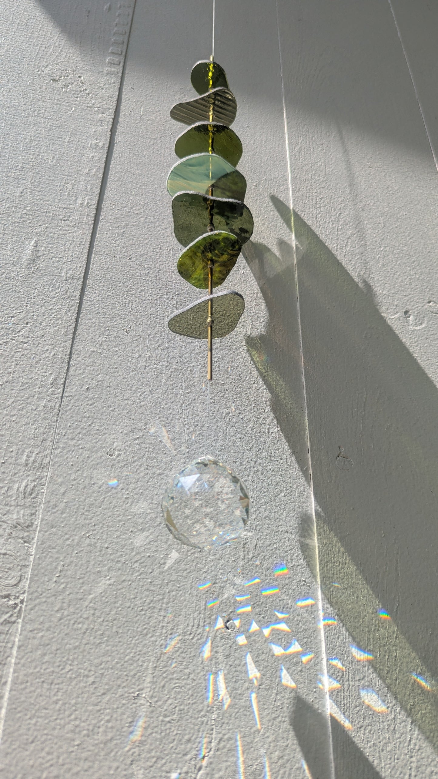 Eucalyptus