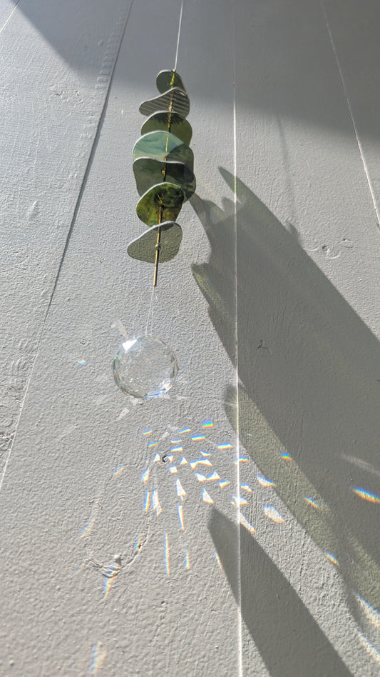 Eucalyptus